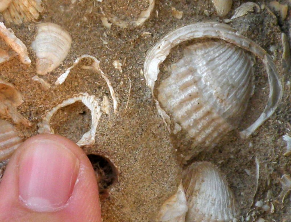 Fossili antichi